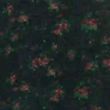 alexander wang bodywear T