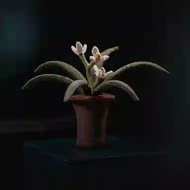 43cm