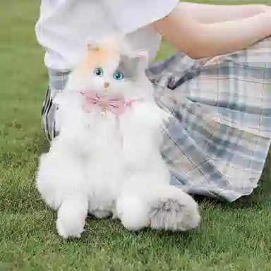 Chongker 50cm