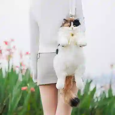 Chongker 50cm