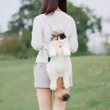 Chongker 50cm