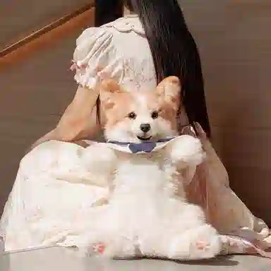 Chongker 50cm