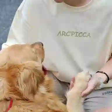 Picca T