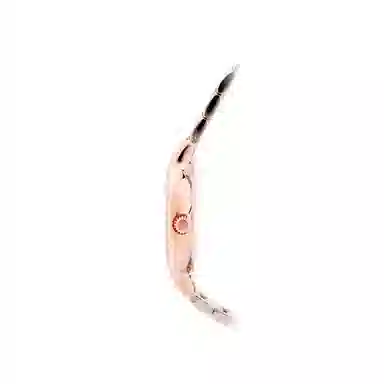 EMPORIO ARMANI 50 AR11499