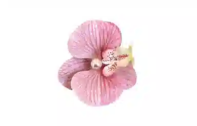 MACE MAVA Butterfly Flower Hair Clip
