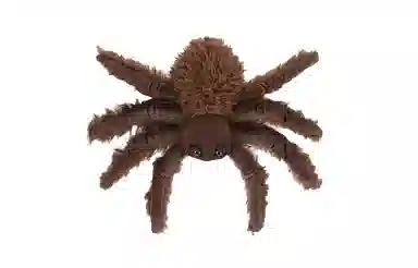 JELLYCAT jellycat 4cm