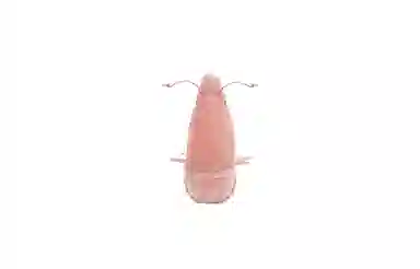 JELLYCAT jellycat 6cm