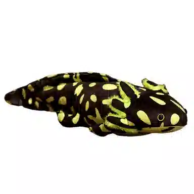 OLOEY 45cm80cm