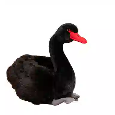 26cm