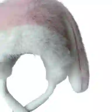 KKV