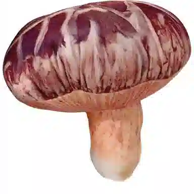 FKOFR 13cm14cm16cm20cm23cm
