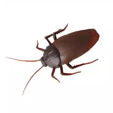FGHGF