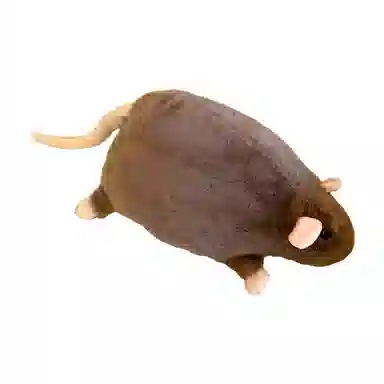 Brangdy 40cm55cm90cm