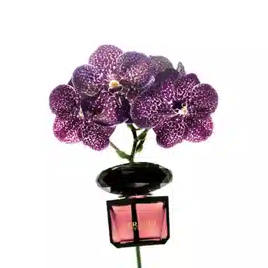 VERSACE EDT 30ml50ml