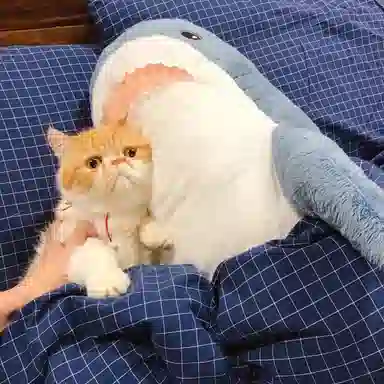 15cm30cm45cm60cm80cm100cm120cm