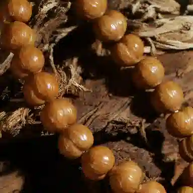 潘家园 精雕手修屁桃#好运 猴头核桃 手串 男女同款情侣款