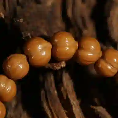 潘家园 精雕手修屁桃#好运 猴头核桃 手串 男女同款情侣款