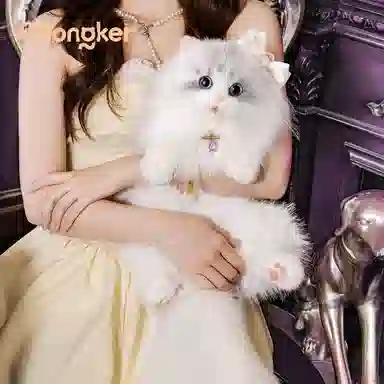 Chongker 43cm