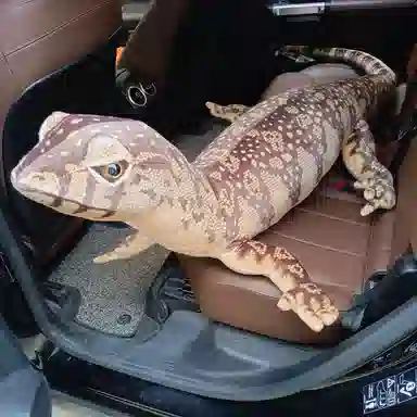 Tak bebe 75cm140cm200cm