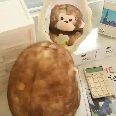 lionf 23cm30cm40cm