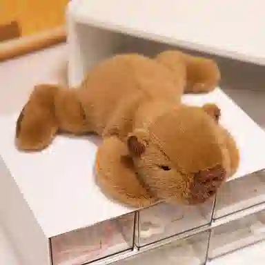 lionf 20cm