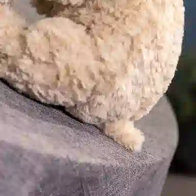 lionf 28cm