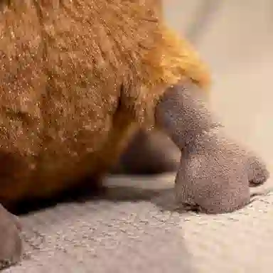 lionf 30cm