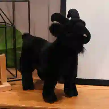 lionf 30cm