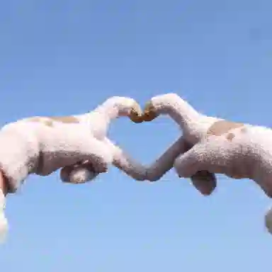 ins