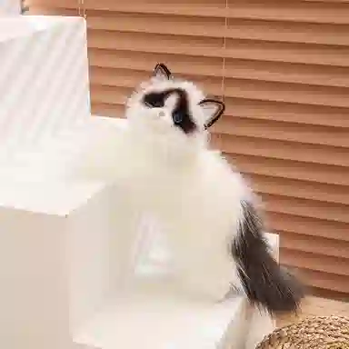 50cm