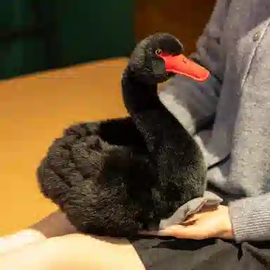 26cm