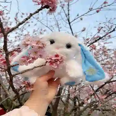 25cm