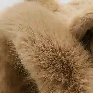 啄木鸟 可爱狐狸耳一体 秋冬保暖加厚护耳防风显脸小 聚酯纤维 斗篷帽 女款