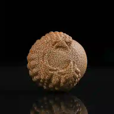 嫒柯 新中式国潮文玩 恶霸金蟾 招财纳福 诸事顺遂 万事日益 竹木 手把件 男女同款情侣款