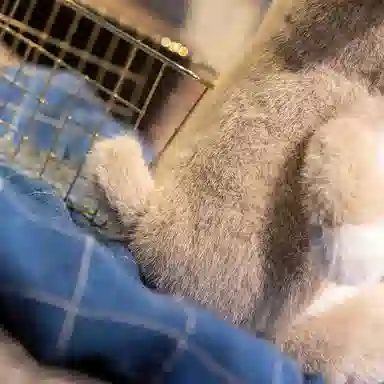 PUDOWRABBIT 21CM30CM