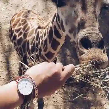 Daniel Wellington CLASSIC 18mm DW00200039-053