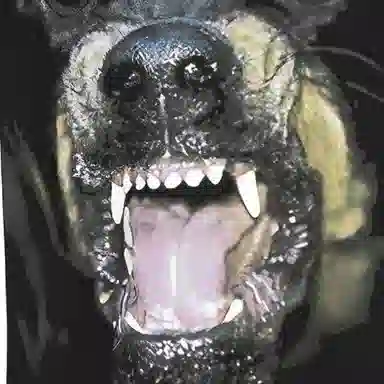 Givenchy Rottweiler T-Shirt