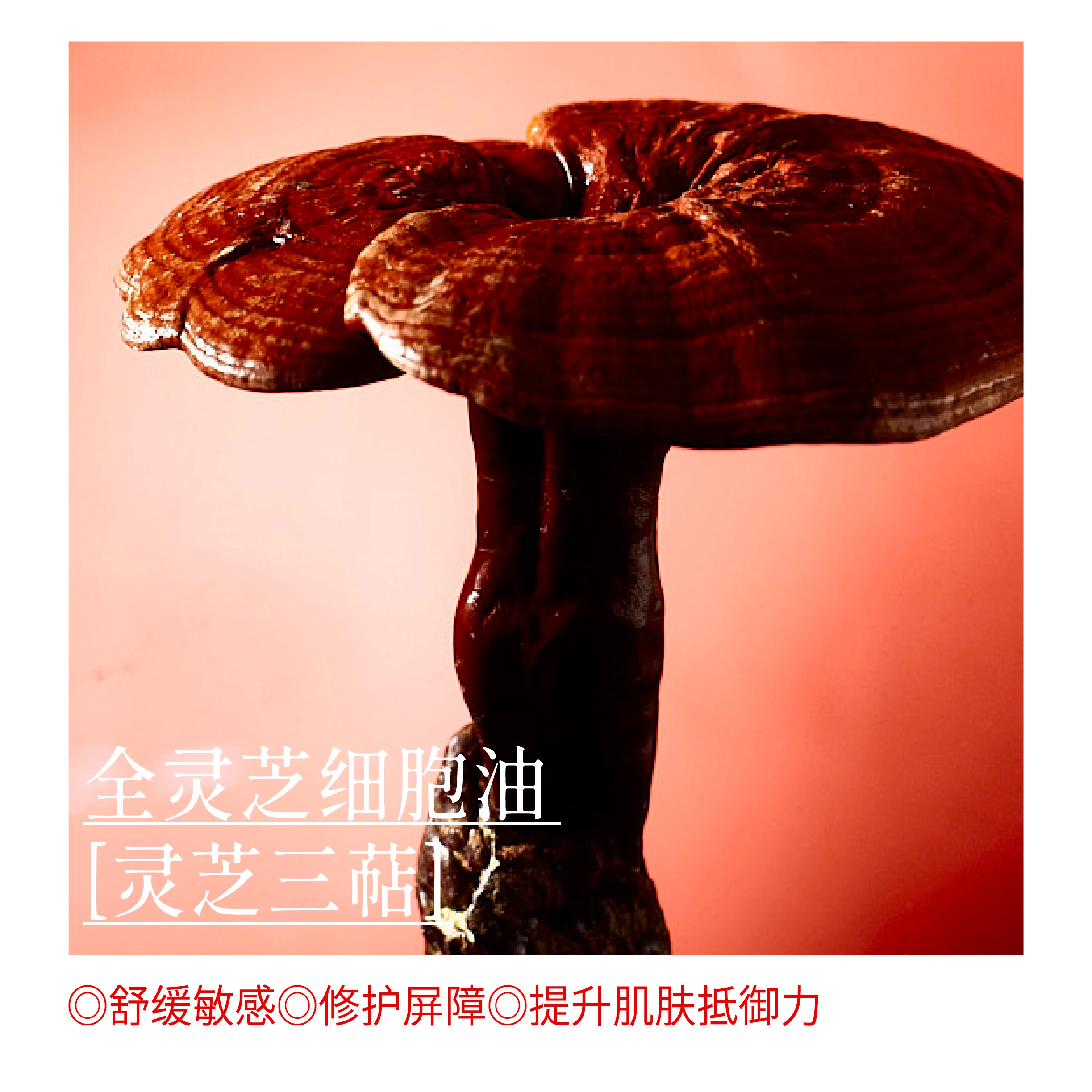 东边野兽灵芝油露精华油+面霜套装 抗老淡纹抗皱补水