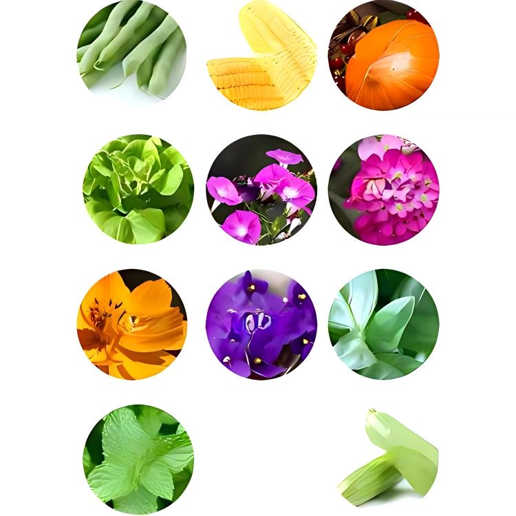 MIDEER 12