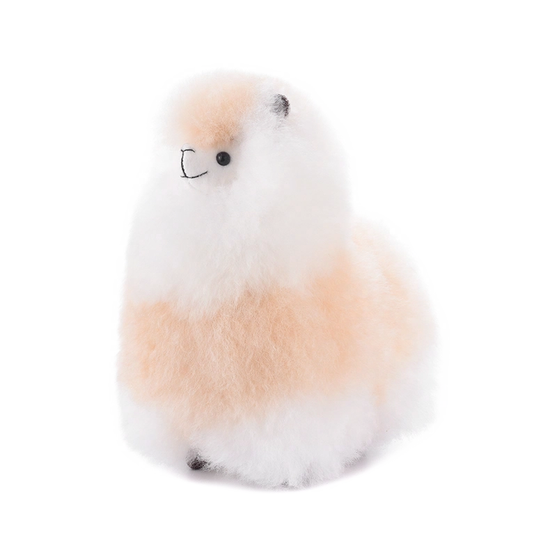 Warmpaca
