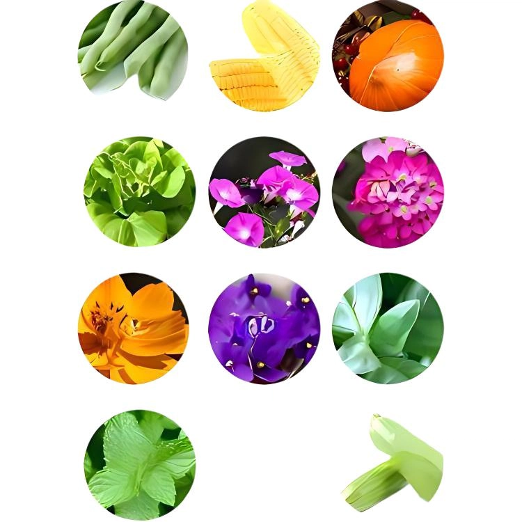 MIDEER 12