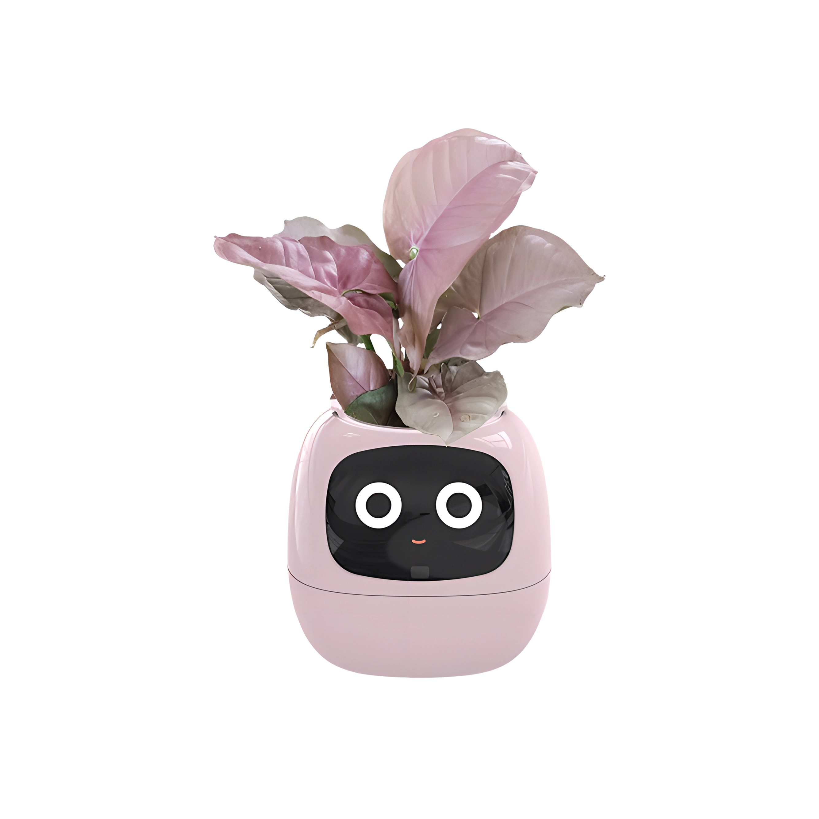 MYS AURORA MYS-C1IVY