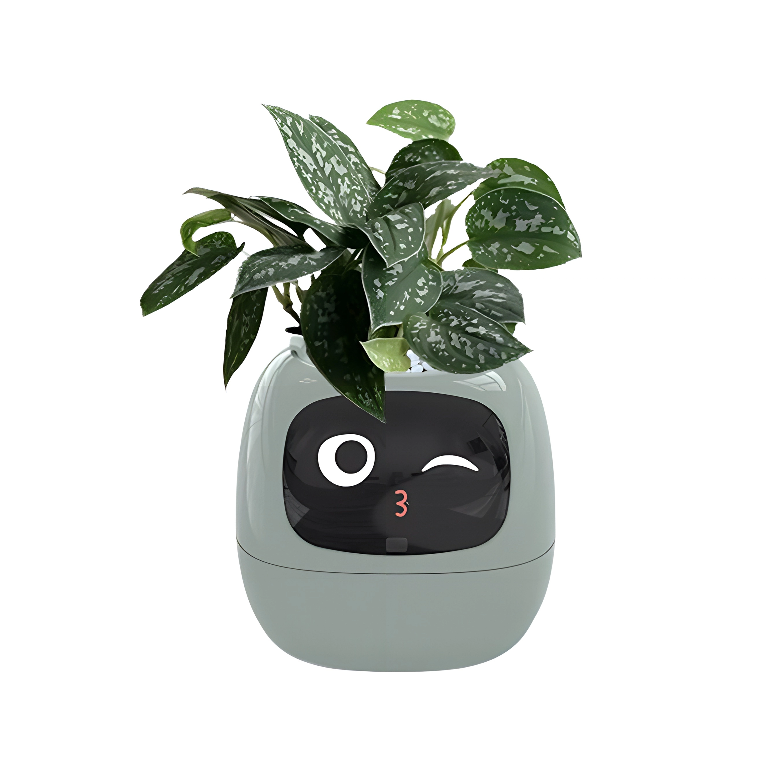 MYS AURORA MYS-C1IVY