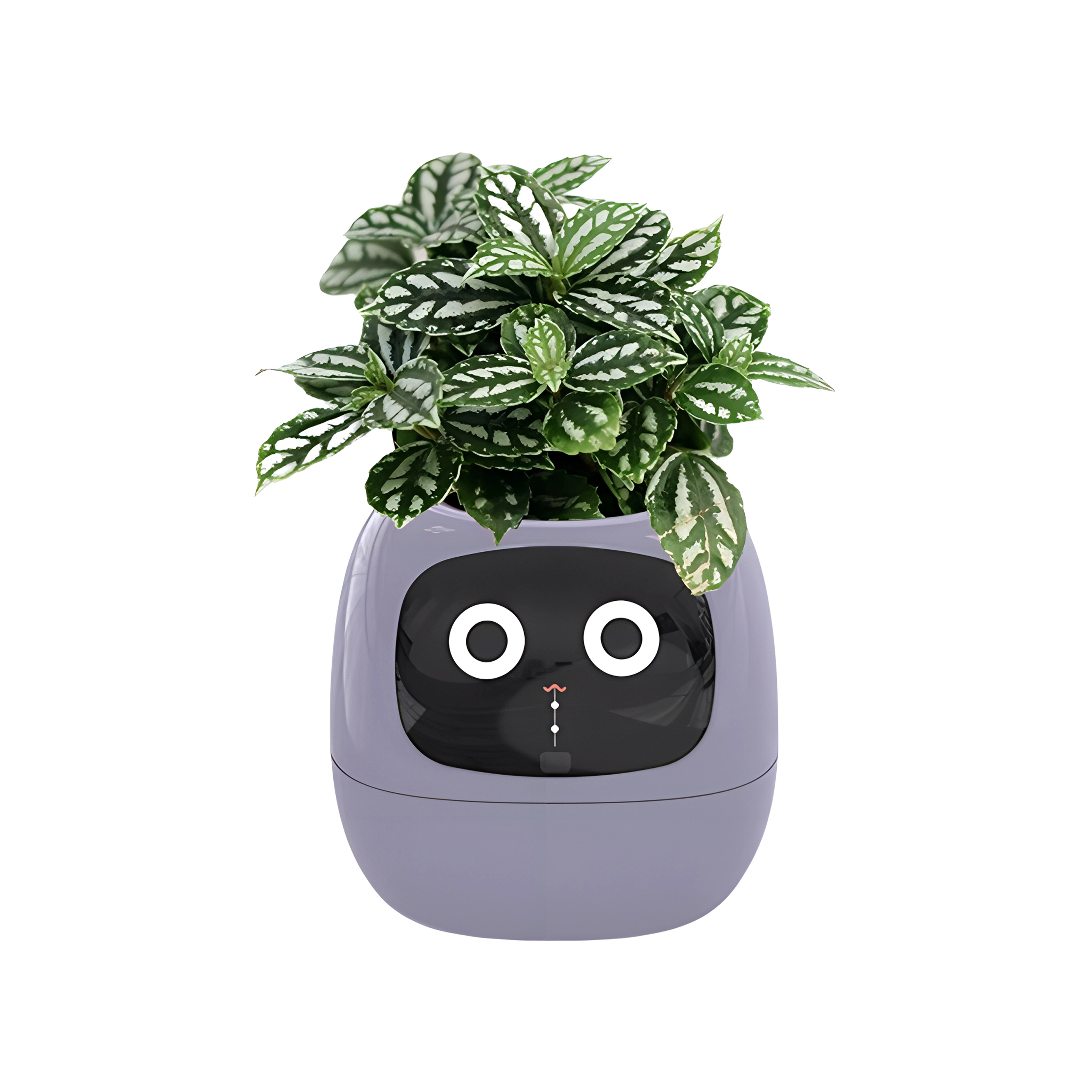MYS AURORA MYS-C1IVY