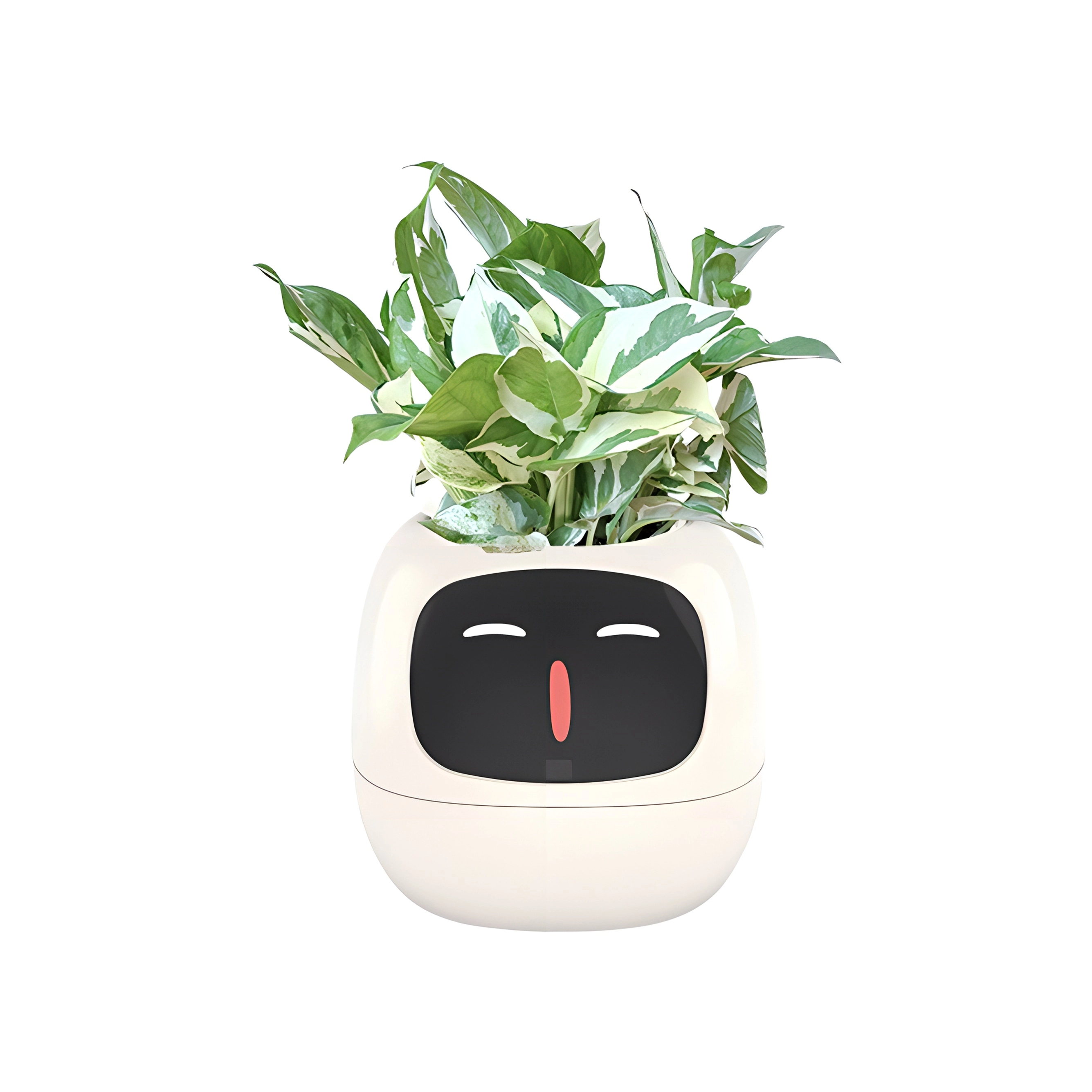 MYS AURORA MYS-C1IVY