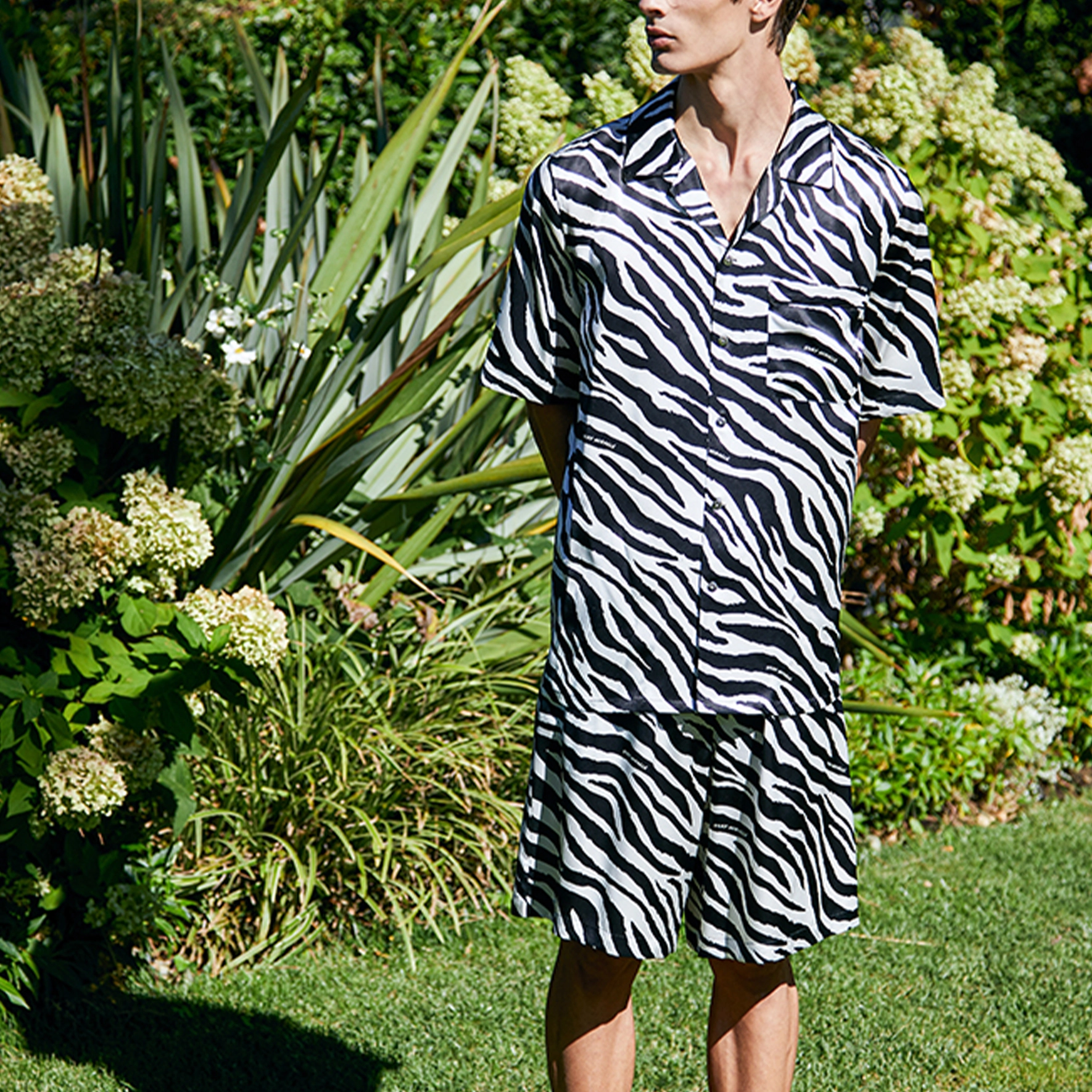 SILKY MIRACLE ZEBRA