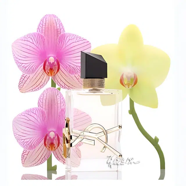 YSL 50ml+50ml*2