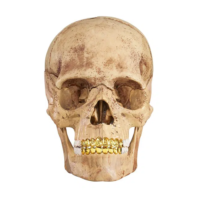 Supreme 4D Skull Model