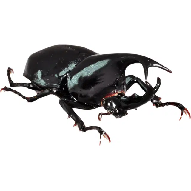 85mm