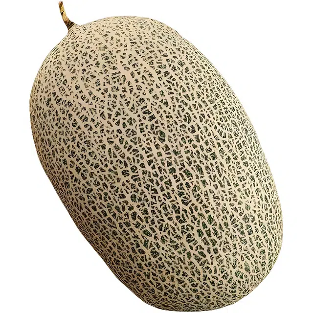 LEBOW 45cm